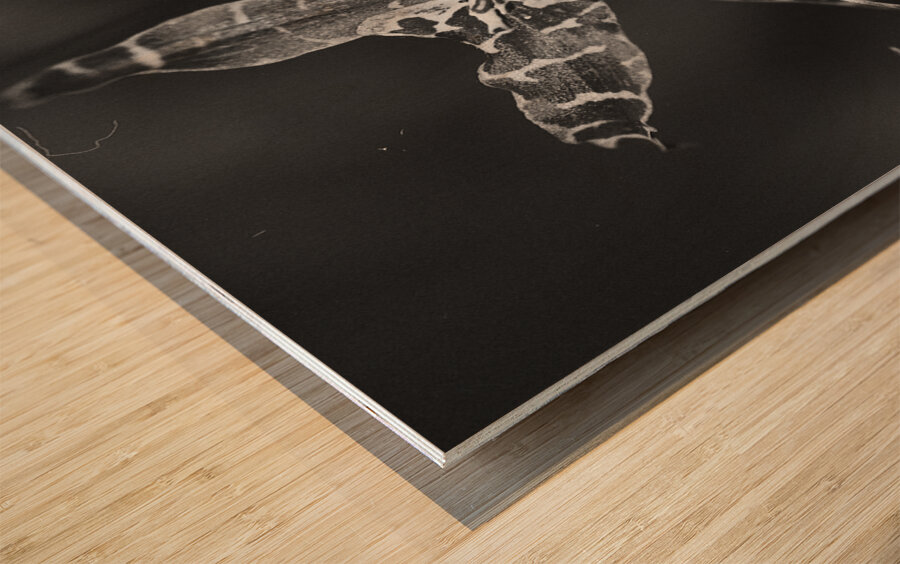 Clown Orchid Wood print