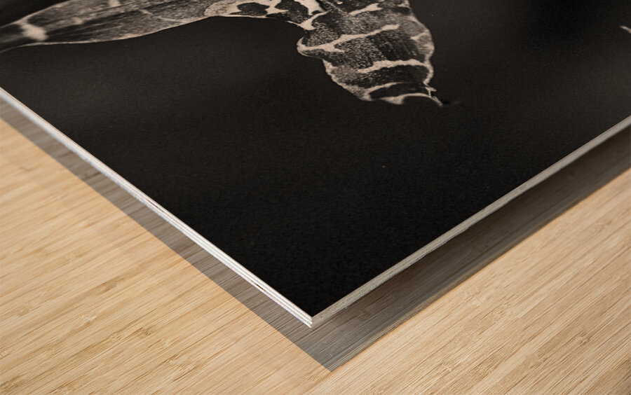 Spotted Orchid Wood print