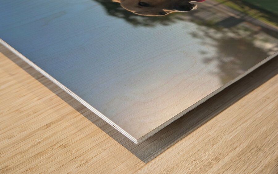 Rufus The Happy Dog Wood print