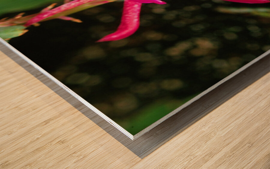 Fuschia Peony Burst Wood print