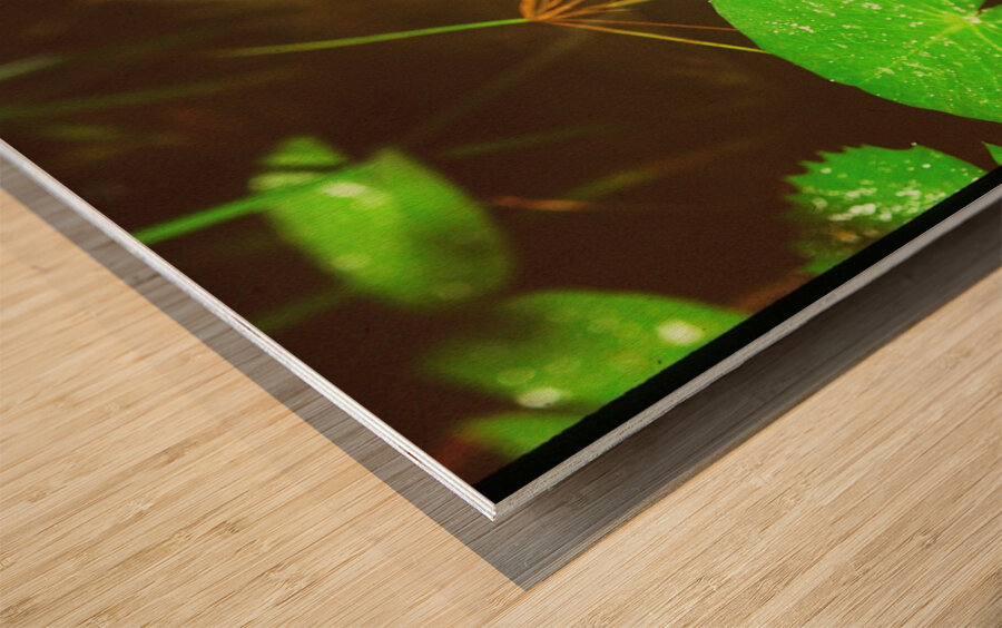 Butterfly Soars Wood print