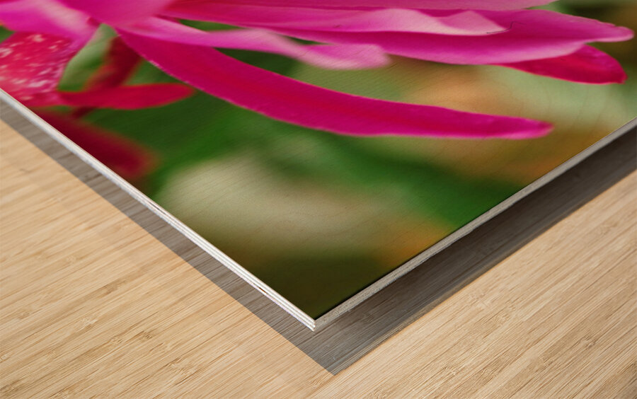Fuschia Peony Flowering Wood print