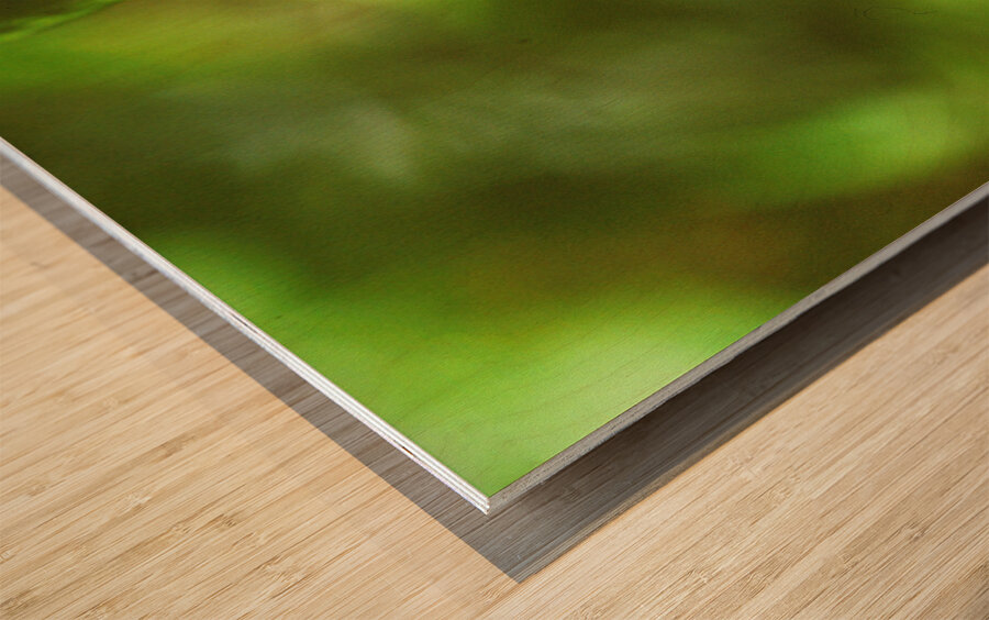 Orange butterfly having a drink Wood print