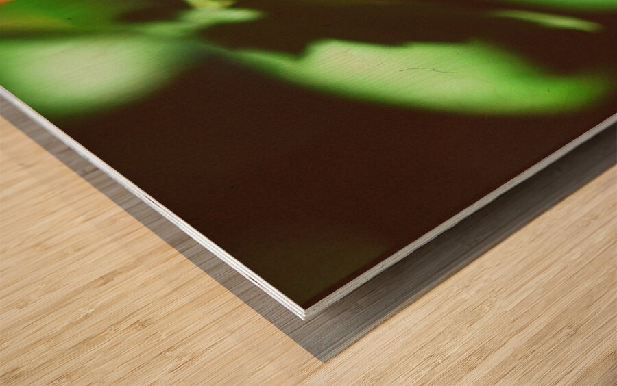 Butterfly With A Captured Beetle Wood print